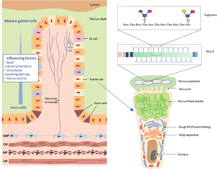 Frontiers | The Role of the Gastrointestinal Mucus System in Intestinal ...